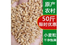 小麦粒农家麦粒带皮鸡鸭鸟粮鸽子饲料50斤食用钓鱼饵芽糖榨汁磨粉