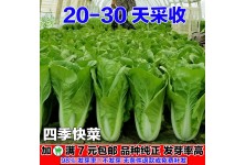 四季快菜小白菜种子20天采收蔬菜种子早熟菜种孑籽种阳台庭院大全